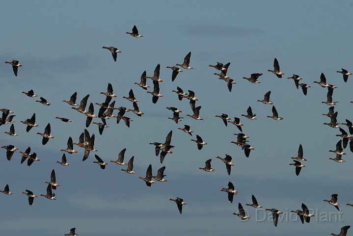 White-fronted geese flock - B.jpg - White-fronted geese flock in flight - Slimbridge